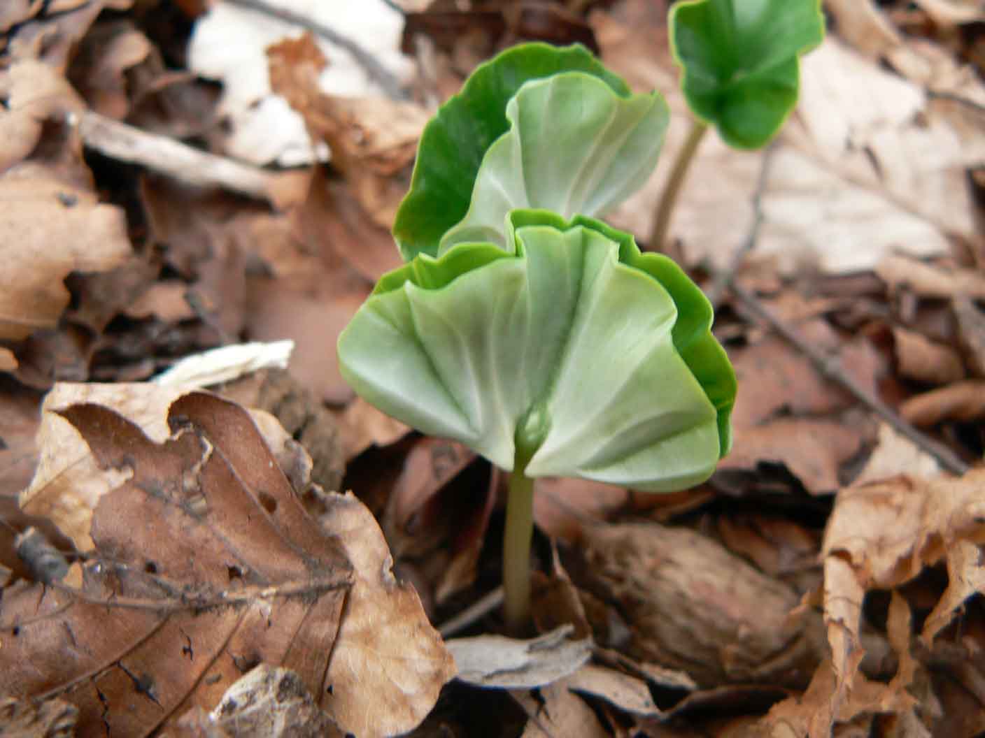 Fagus sylvatica / Faggio (plantula)